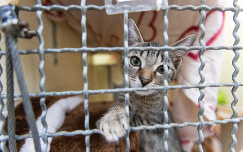 Früher tauschten dann Tierheime in verschiedenen Regionen schon mal Tiere aus - aber jetzt seien eben alle voll. - Foto: Philipp von Ditfurth/dpa