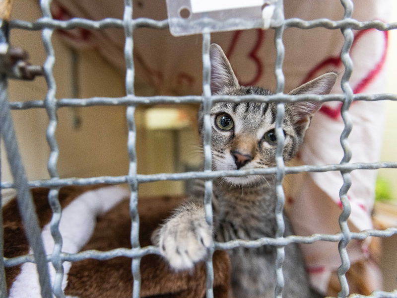 Früher tauschten dann Tierheime in verschiedenen Regionen schon mal Tiere aus - aber jetzt seien eben alle voll. - Foto: Philipp von Ditfurth/dpa
