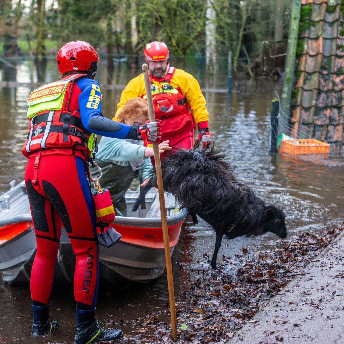 Mitarbeiter der DLRG retten in der Wedemark Heidschnucken. - Foto: Karsten Hölscher/DRLG Wedemark/dpa