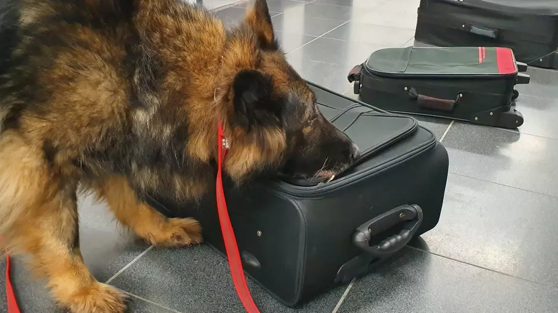 HZA-P: Drogenspürhündin Fluse geht nach 10 Jahren in Rente/ Hauptzollamt Potsdam sagt danke für treue Dienste: ihre Bilanz - 264 erfolgreiche Einsätze und 268 Kilogramm aufgefundene Drogen - Bild: presseportal.de