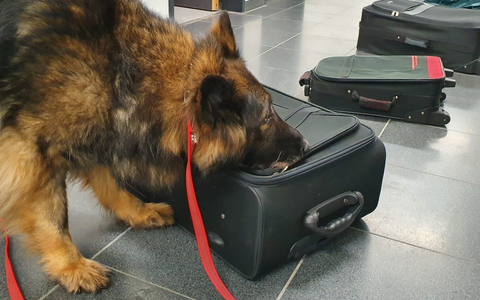 HZA-P: Drogenspürhündin Fluse geht nach 10 Jahren in Rente/ Hauptzollamt Potsdam sagt danke für treue Dienste: ihre Bilanz - 264 erfolgreiche Einsätze und 268 Kilogramm aufgefundene Drogen - Foto: presseportal.de