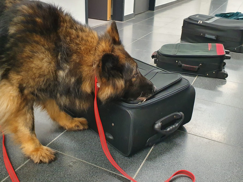 HZA-P: Drogenspürhündin Fluse geht nach 10 Jahren in Rente/ Hauptzollamt Potsdam sagt danke für treue Dienste: ihre Bilanz - 264 erfolgreiche Einsätze und 268 Kilogramm aufgefundene Drogen - Foto: presseportal.de