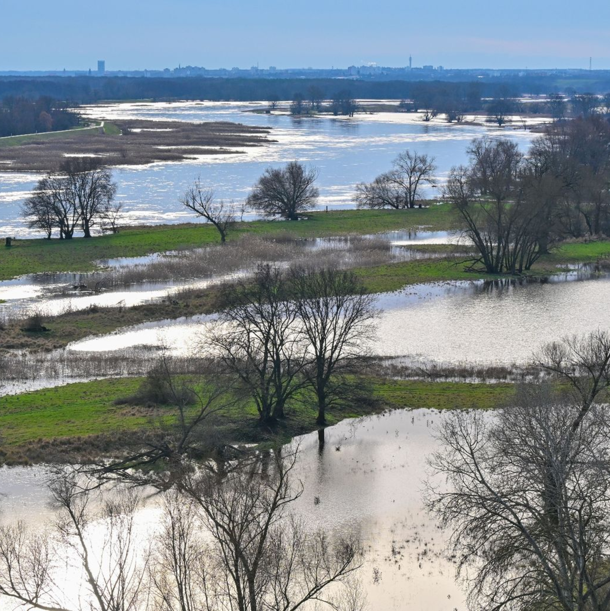 Das Hochwasser vom deutsch-polnischen Grenzfluss Oder hat schon teilweise Wiesen vor dem Deich überflutet. - Foto: Patrick Pleul/dpa