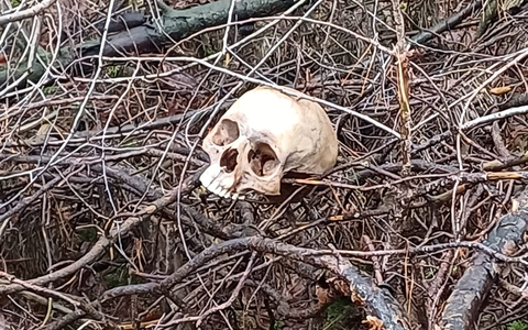 POL-WL: ErgÀnzung (Foto) zum Bericht Tostedt/Welle ++ SchÀdel in Welle aufgefunden - Hinweise dringend erbeten - Foto: presseportal.de POL-WL: ErgÀnzung (Foto) zum Bericht Tostedt/Welle ++ SchÀdel in Welle aufgefunden - Hinweise dringend erbeten - Foto: presseportal.de