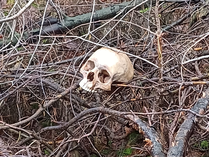 POL-WL: Ergänzung (Foto) zum Bericht Tostedt/Welle ++ Schädel in Welle aufgefunden - Hinweise dringend erbeten - Foto: presseportal.de