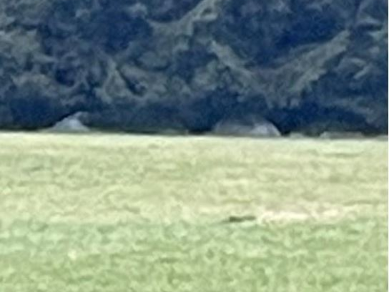 POL-PDWIL: Hinweise auf Zelte im Wald mit dem Verdacht auf wildes Campen stellten sich als alte Siloballen heraus - Foto: presseportal.de