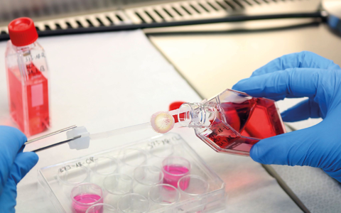 Ein Augenhornhaut-Transplantat wird von einem Labormitarbeitenden bearbeitet. - Foto: --/DGFG/dpa