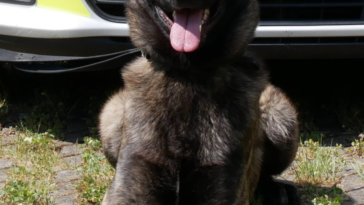 POL-HA: Hagener Diensthunde packen Täter auf der Flucht - Foto: presseportal.de