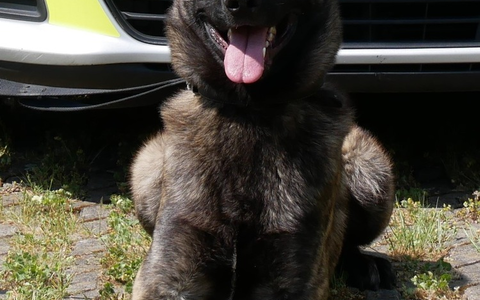 POL-HA: Hagener Diensthunde packen Täter auf der Flucht - Foto: presseportal.de