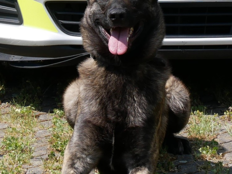 POL-HA: Hagener Diensthunde packen Täter auf der Flucht - Foto: presseportal.de