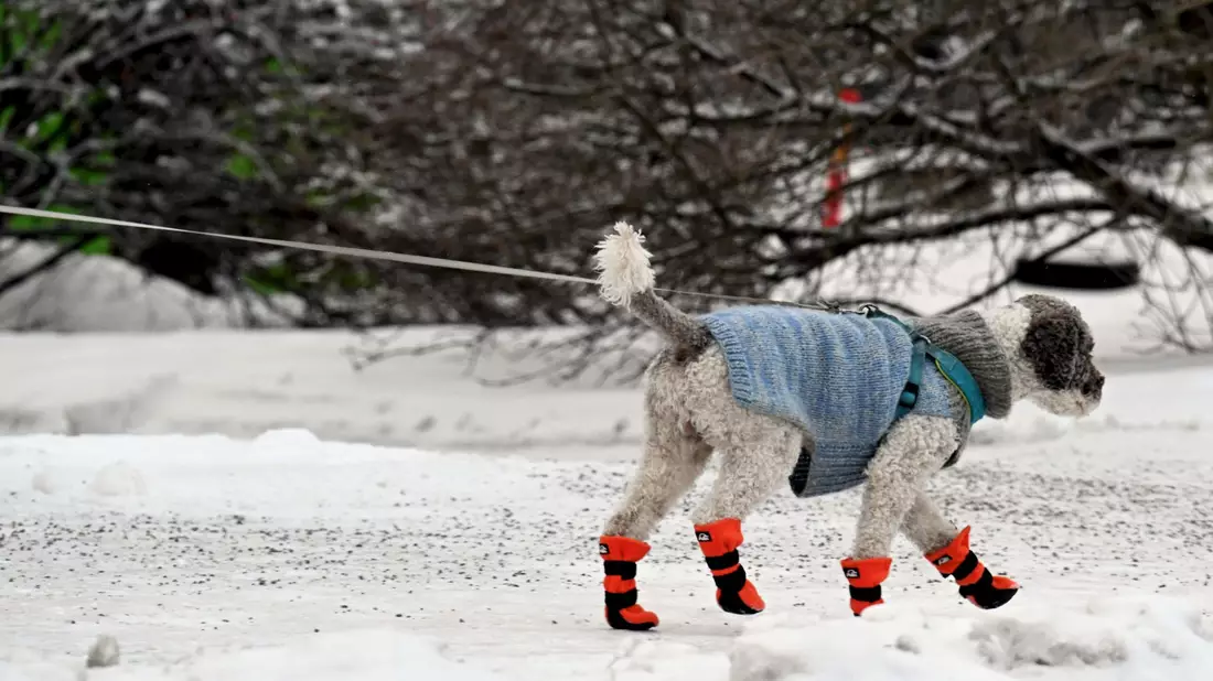 Gassigehen mit Hundemantel und Schneeschuhen bei eisigem Wetter in Helsinki. - Bild: Jussi Nukari/Lehtikuva/dpa