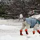 Gassigehen mit Hundemantel und Schneeschuhen bei eisigem Wetter in Helsinki. - Bild: Jussi Nukari/Lehtikuva/dpa
