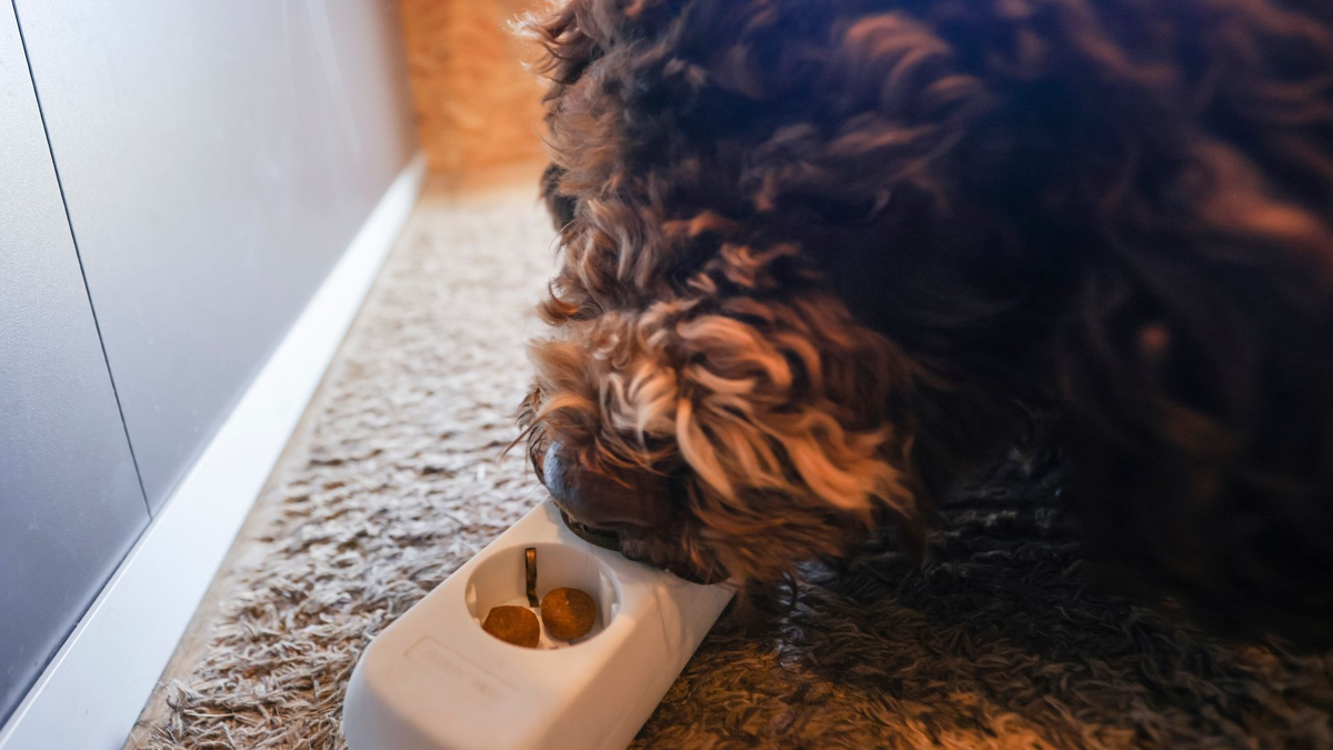 Bettwanzenspürhunde arbeiten sowohl präventiv als auch bei einem konkreten Verdacht auf einen Bettwanzenbefall. - Foto: Frank Molter/dpa