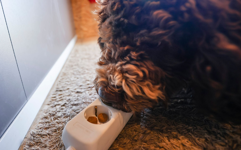 BettwanzenspĂŒrhunde arbeiten sowohl prĂ€ventiv als auch bei einem konkreten Verdacht auf einen Bettwanzenbefall. - Foto: Frank Molter/dpa BettwanzenspĂŒrhunde arbeiten sowohl prĂ€ventiv als auch bei einem konkreten Verdacht auf einen Bettwanzenbefall. - Foto: Frank Molter/dpa