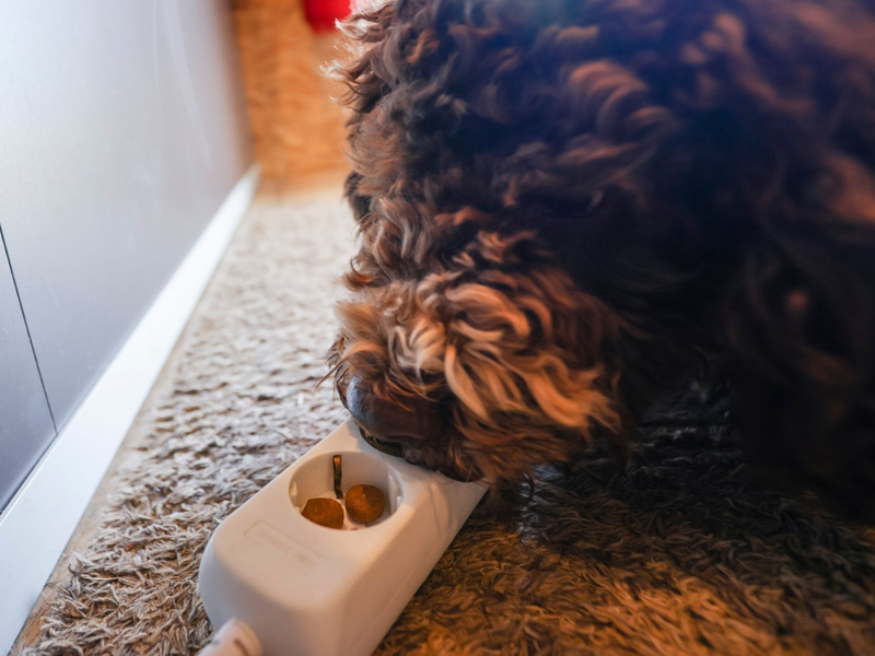 Bettwanzenspürhunde arbeiten sowohl präventiv als auch bei einem konkreten Verdacht auf einen Bettwanzenbefall. - Foto: Frank Molter/dpa