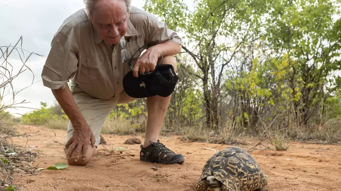 Wilfried Pabst entdeckt bei einer Buschwanderung in seinem Naturschutzgebiet Sango im Südosten Simbabwes eine Pantherschildkröte, die bis zu 60 Jahre alt werden kann. - Bild: Sango Wildlife/dpa