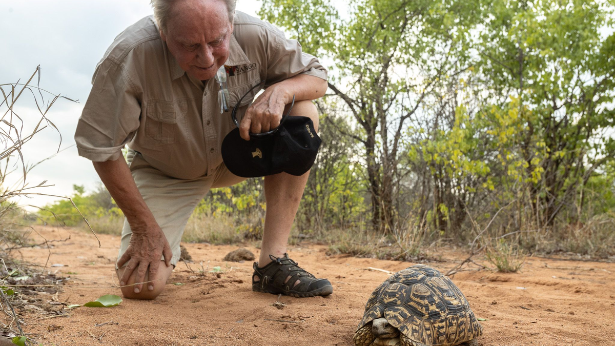 Wilfried Pabst entdeckt bei einer Buschwanderung in seinem Naturschutzgebiet Sango im Südosten Simbabwes eine Pantherschildkröte, die bis zu 60 Jahre alt werden kann. - Foto: Sango Wildlife/dpa