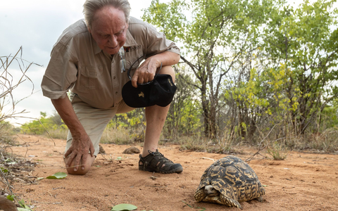 Wilfried Pabst entdeckt bei einer Buschwanderung in seinem Naturschutzgebiet Sango im Südosten Simbabwes eine Pantherschildkröte, die bis zu 60 Jahre alt werden kann. - Foto: Sango Wildlife/dpa