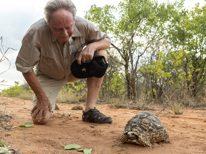 Wilfried Pabst entdeckt bei einer Buschwanderung in seinem Naturschutzgebiet Sango im Südosten Simbabwes eine Pantherschildkröte, die bis zu 60 Jahre alt werden kann. - Foto: Sango Wildlife/dpa