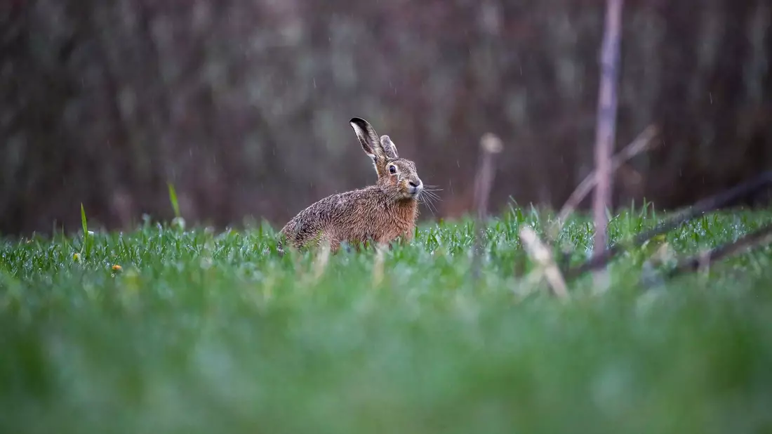 Ein Feldhase im Regen auf einer Wiese. Das Hochwasser hat auch Auswirkungen auf Wildtiere. - Bild: Thomas Warnack/dpa