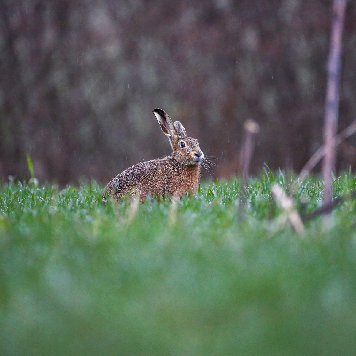 Ein Feldhase im Regen auf einer Wiese. Das Hochwasser hat auch Auswirkungen auf Wildtiere. - Foto: Thomas Warnack/dpa