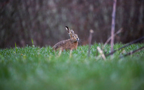 Ein Feldhase im Regen auf einer Wiese. Das Hochwasser hat auch Auswirkungen auf Wildtiere. - Foto: Thomas Warnack/dpa