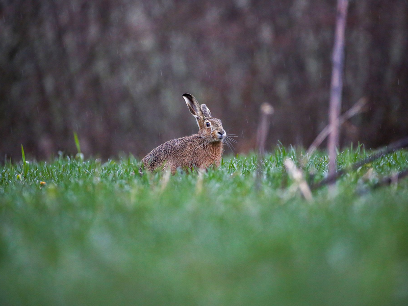 Ein Feldhase im Regen auf einer Wiese. Das Hochwasser hat auch Auswirkungen auf Wildtiere. - Foto: Thomas Warnack/dpa