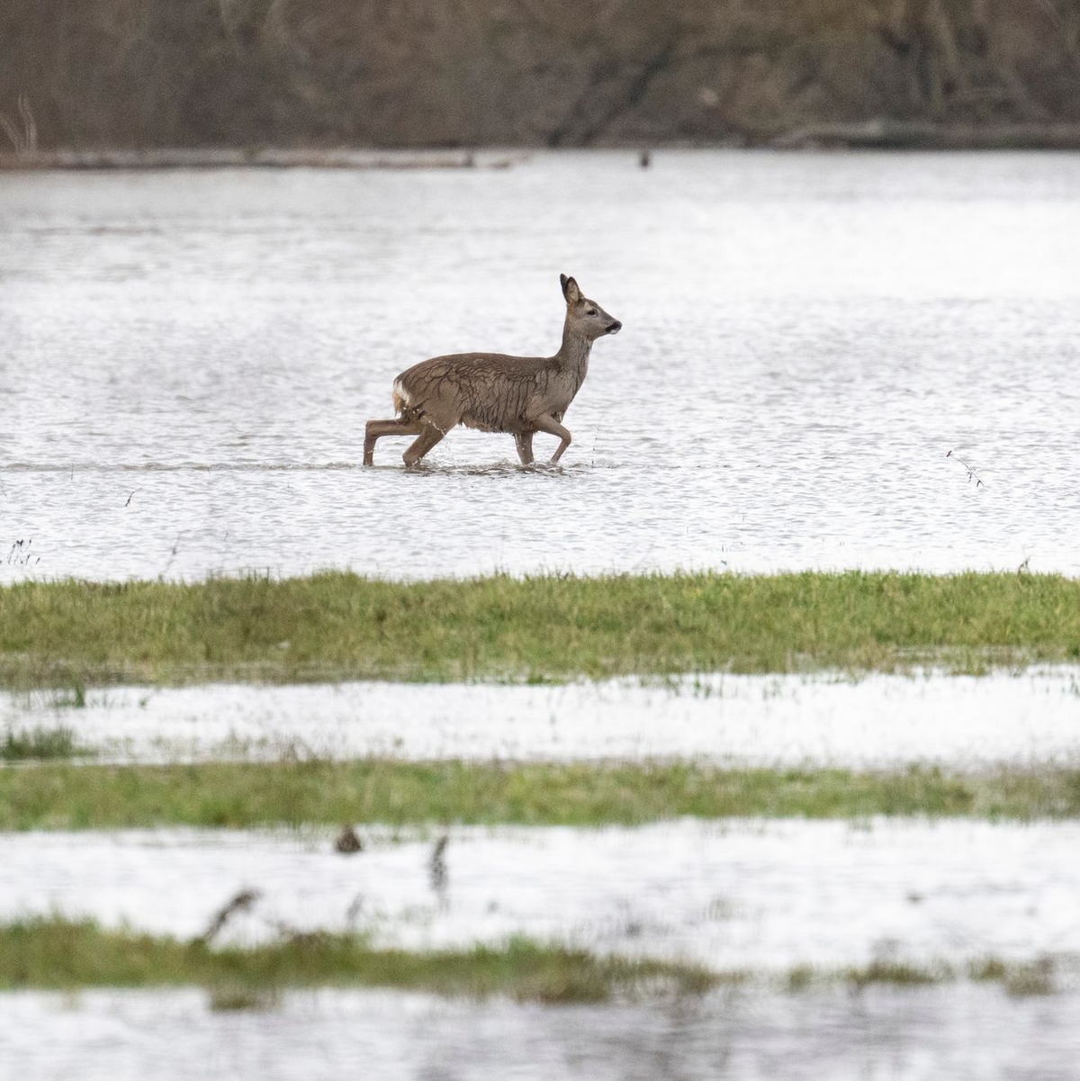 Ein Reh stakst über eine überflutete Wiese. - Foto: Boris Roessler/dpa