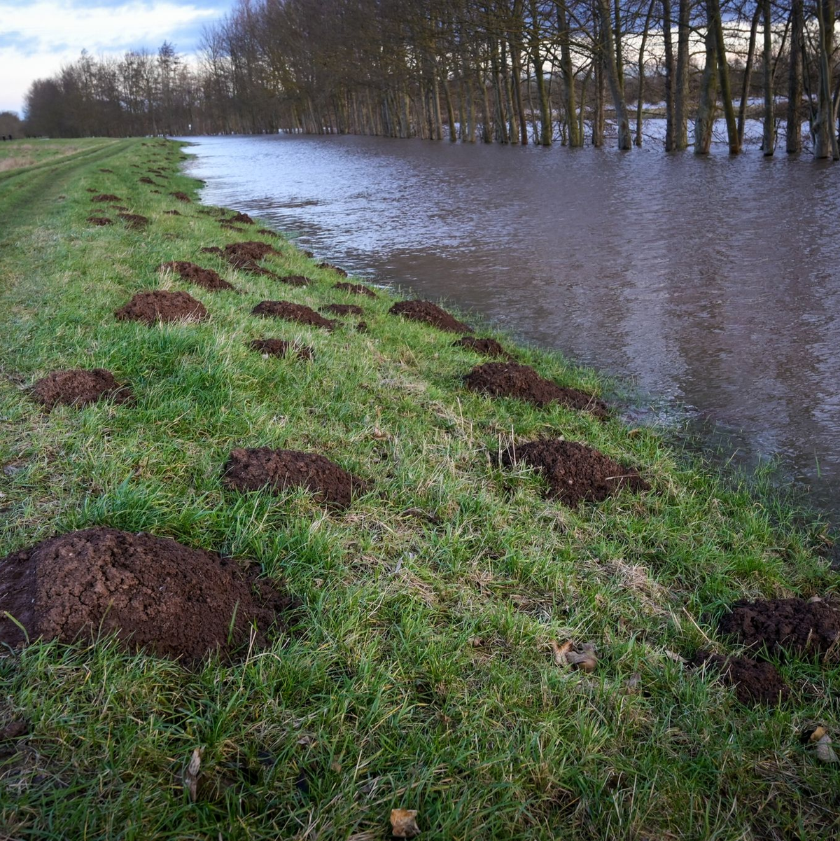 Maulwurfshügel auf dem Deich der Helme bei Mönchpfiffel-Nikolausrieth. - Foto: Heiko Rebsch/dpa