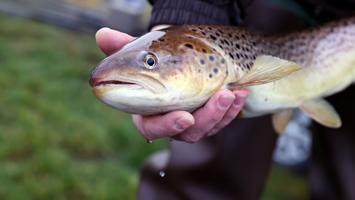 Derzeit gelten laut IGB 52 Prozent der einheimischen Süßwasserfischarten als «gefährdet» oder bereits «ausgestorben oder verschollen». - Foto: Ronny Hartmann/dpa-Zentralbild/dpa