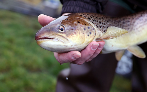 Derzeit gelten laut IGB 52 Prozent der einheimischen Süßwasserfischarten als «gefährdet» oder bereits «ausgestorben oder verschollen». - Foto: Ronny Hartmann/dpa-Zentralbild/dpa