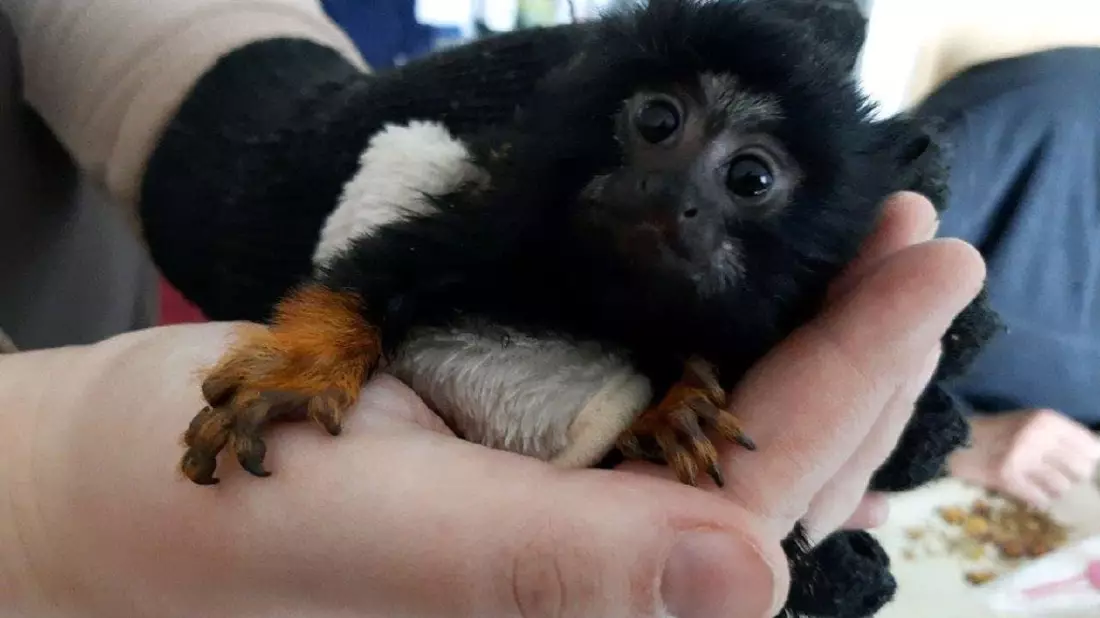 HZA-FF: Zoll macht tierischen Fund - Bild: presseportal.de