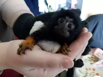 HZA-FF: Zoll macht tierischen Fund - Foto: presseportal.de