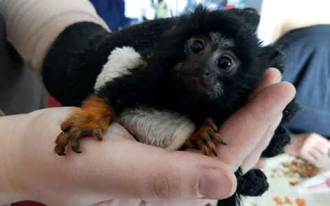 HZA-FF: Zoll macht tierischen Fund - Foto: presseportal.de