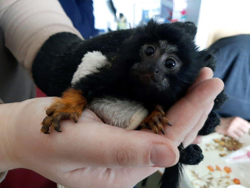 HZA-FF: Zoll macht tierischen Fund - Foto: presseportal.de