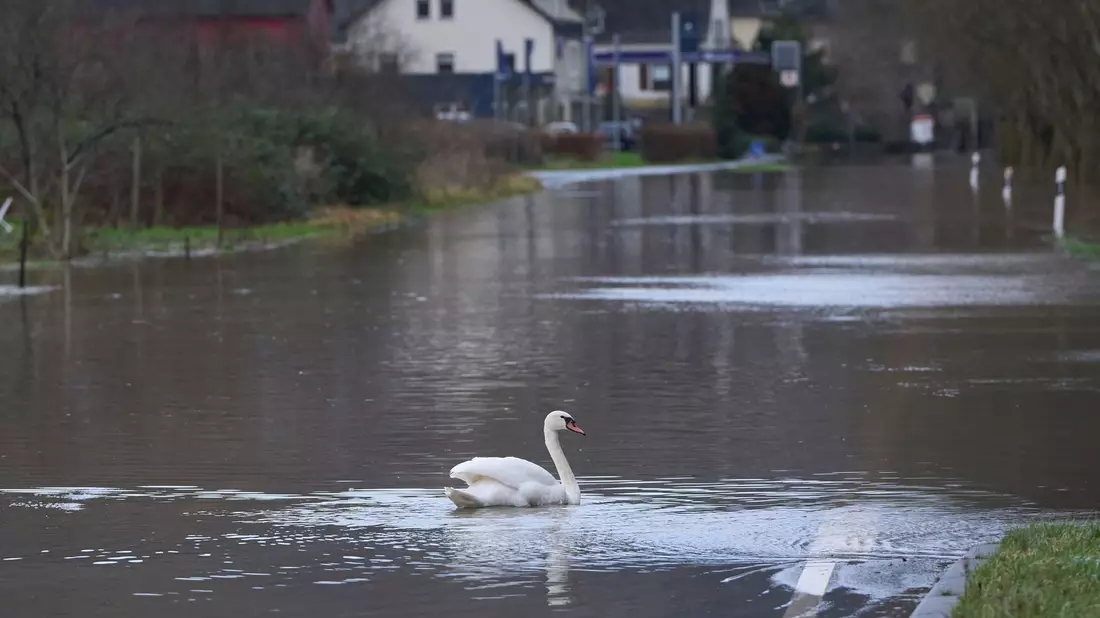 Ein Schwan auf einer überfluteten Bundesstraße in Rheinland-Pfalz. - Bild: Thomas Frey/dpa