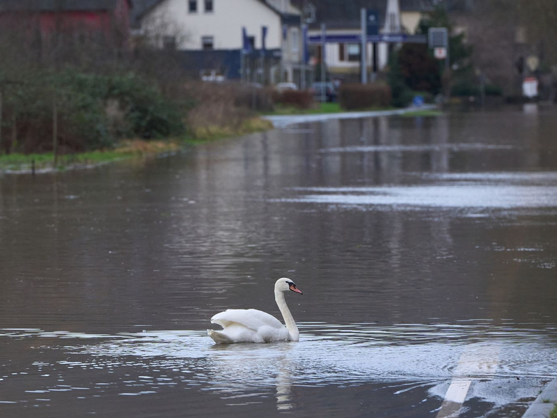 Ein Schwan auf einer überfluteten Bundesstraße in Rheinland-Pfalz. - Foto: Thomas Frey/dpa