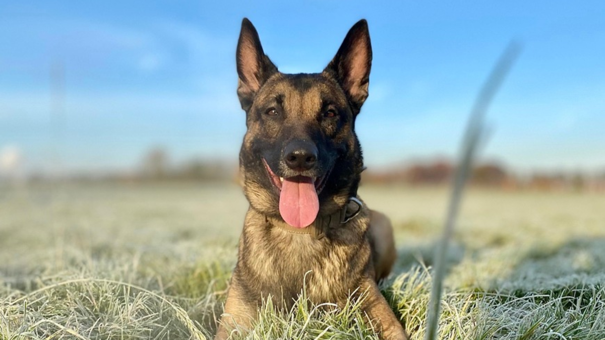 POL-K: 240104-1-K Diensthund 