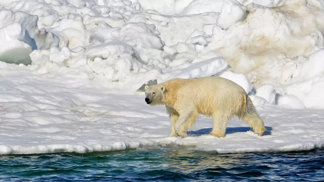 Ein Eisbär hat sich zum ersten Mal mit dem Vogelgrippe-Virus infiziert.(Archivbild) - Bild: Brian Battaile/U.S. Geological Survey/AP/dpa