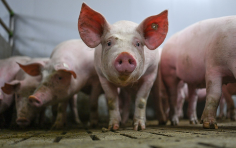 Ab 1. Februar gelten in den Kühltheken erweiterte Pflichtangaben zur Herkunft von Fleischwaren. - Foto: Lars Klemmer/dpa