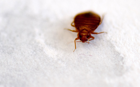 Bettwanzen verstecken sich etwa in Betten, in Möbelfugen oder Ritzen. - Foto: Arno Burgi/dpa-Zentralbild/dpa Bettwanzen verstecken sich etwa in Betten, in Möbelfugen oder Ritzen. - Foto: Arno Burgi/dpa-Zentralbild/dpa