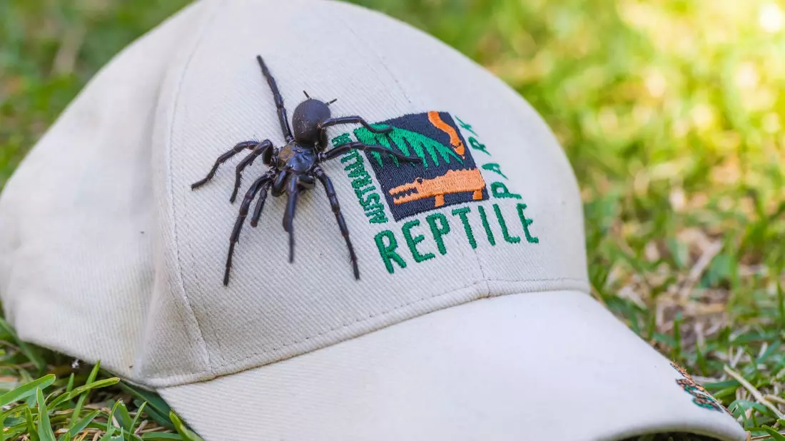 Die auf den Namen Herkules getaufte Spinne ist von Beinspitze zu Beinspitze 7,9 Zentimeter lang. - Bild: Caitlin Vine/Australian Reptile Park/AP/dpa