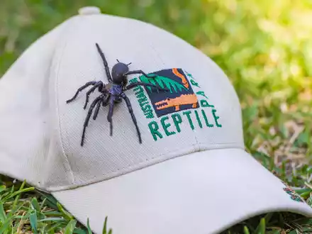 Die auf den Namen Herkules getaufte Spinne ist von Beinspitze zu Beinspitze 7,9 Zentimeter lang. - Foto: Caitlin Vine/Australian Reptile Park/AP/dpa