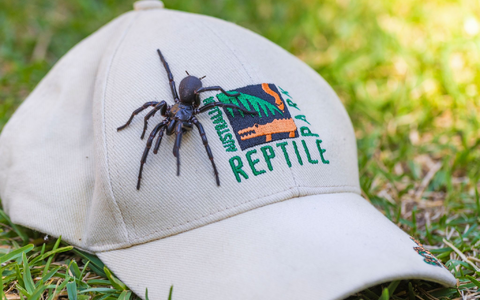 Die auf den Namen Herkules getaufte Spinne ist von Beinspitze zu Beinspitze 7,9 Zentimeter lang. - Foto: Caitlin Vine/Australian Reptile Park/AP/dpa