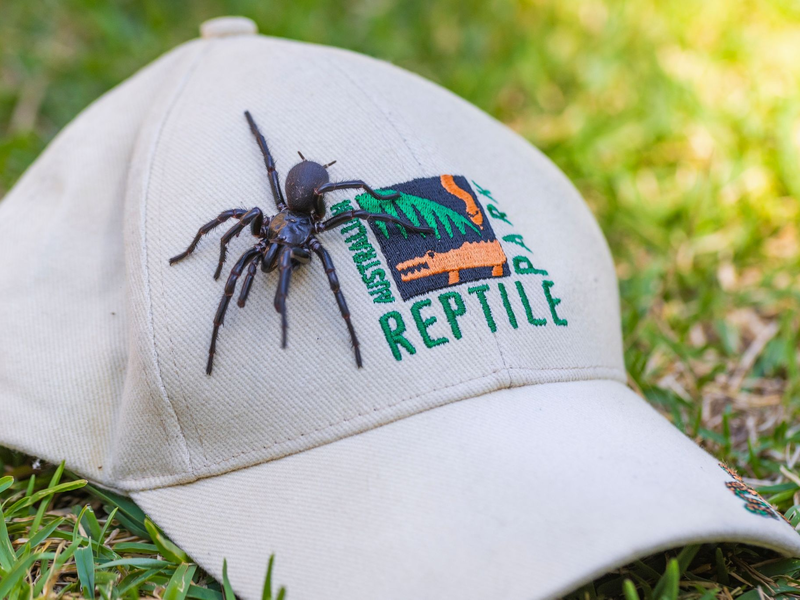Die auf den Namen Herkules getaufte Spinne ist von Beinspitze zu Beinspitze 7,9 Zentimeter lang. - Foto: Caitlin Vine/Australian Reptile Park/AP/dpa