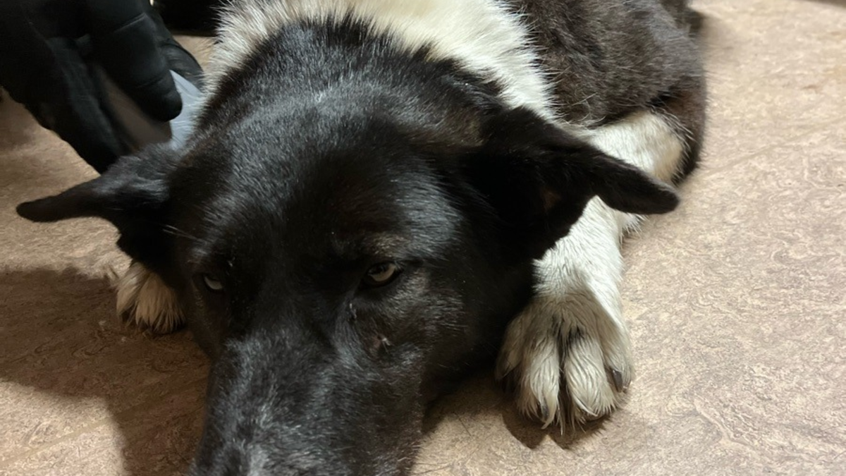 POL-D: Benrath - A59 Richtung Düsseldorf - zwischen Anschlussstelle Benrath und Düsseldorf-Süd - Streifenteam der Autobahnpolizei rettet entlaufene Hündin - Foto: presseportal.de