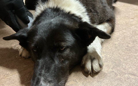 POL-D: Benrath - A59 Richtung Düsseldorf - zwischen Anschlussstelle Benrath und Düsseldorf-Süd - Streifenteam der Autobahnpolizei rettet entlaufene Hündin - Foto: presseportal.de POL-D: Benrath - A59 Richtung Düsseldorf - zwischen Anschlussstelle Benrath und Düsseldorf-Süd - Streifenteam der Autobahnpolizei rettet entlaufene Hündin - Foto: presseportal.de