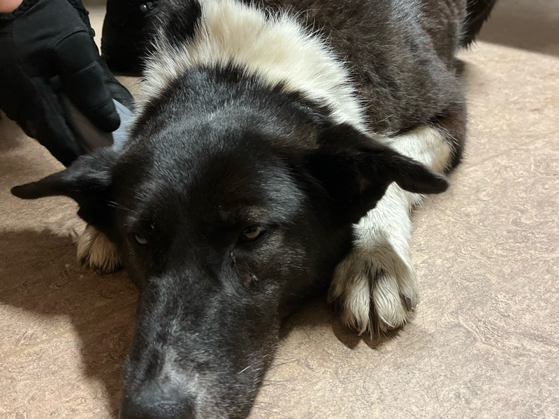 POL-D: Benrath - A59 Richtung Düsseldorf - zwischen Anschlussstelle Benrath und Düsseldorf-Süd - Streifenteam der Autobahnpolizei rettet entlaufene Hündin - Foto: presseportal.de