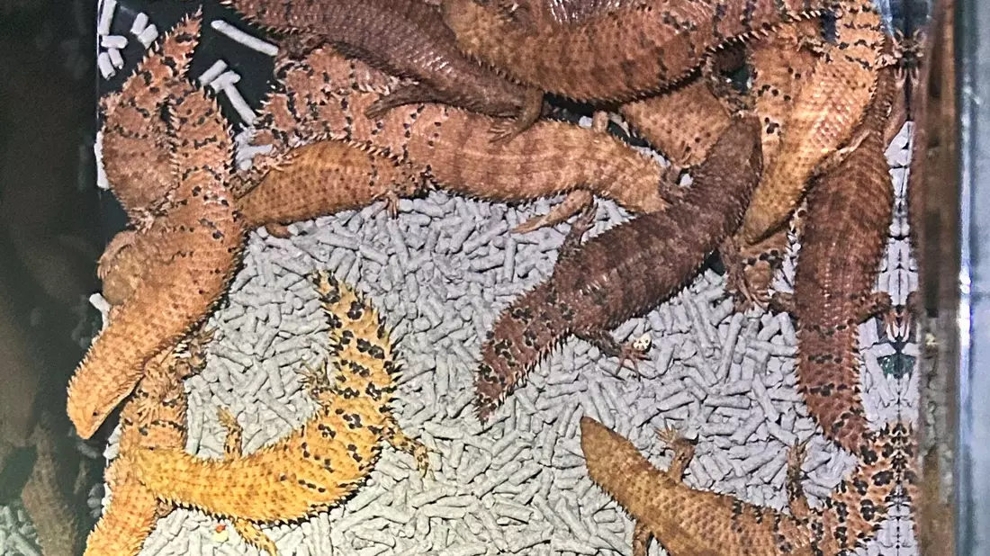 Australische Reptilien wurden von der Polizei beschlagnahmt. - Bild: -/NSW POLICE via AAP/dpa