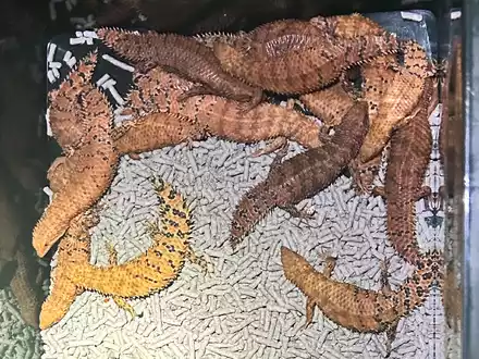 Australische Reptilien wurden von der Polizei beschlagnahmt. - Foto: -/NSW POLICE via AAP/dpa